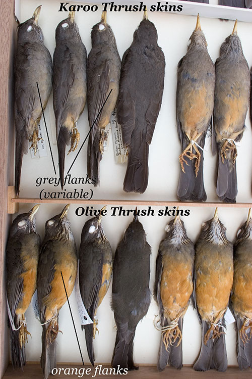 Skins of Karoo and olive Thrushes